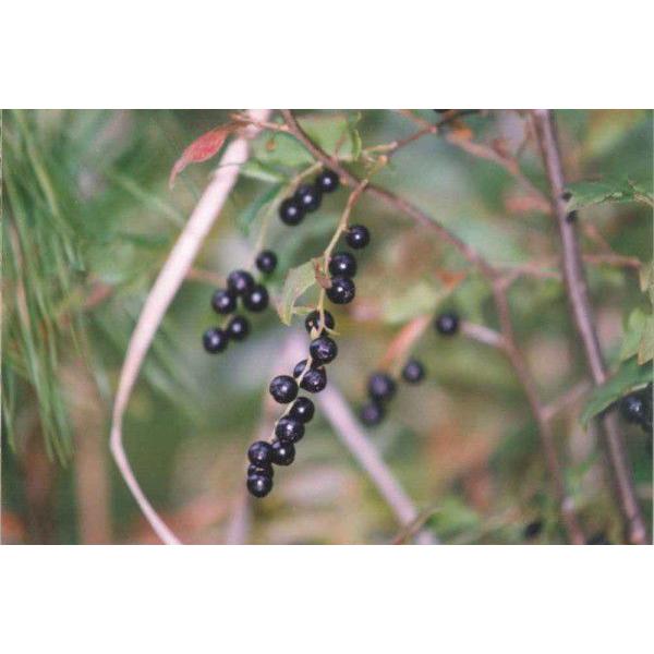 ナツハゼ（夏櫨）苗木　25〜50cm前後