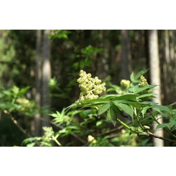 ニワトコ（接骨木）苗木　20〜50cm前後
