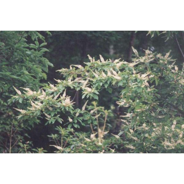 リョウブ苗木　30〜50cm前後