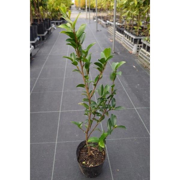 サザンカ（山茶花）「原種」苗木　30〜50cm前後