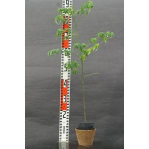 センダン(栴檀)苗木 20〜50cm前後の詳細画像1
