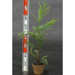 スギ(杉)苗木 30〜50cm前後の商品画像