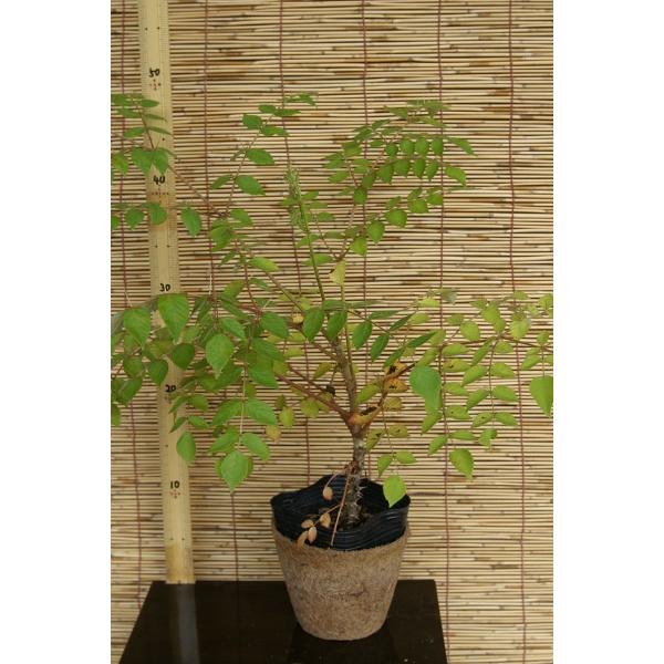 タラノキ苗木　20〜50cm前後