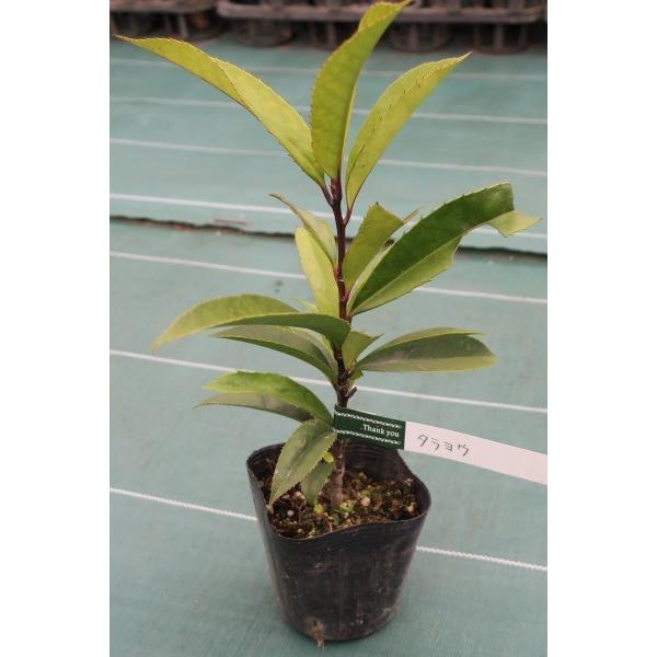 タラヨウ（多羅葉）苗木　30〜50cm前後