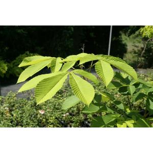 トチノキ（栃の木）苗木　30〜50cm前後