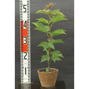 ウリハダカエデ(瓜肌楓)苗木「庭木」 30〜5...の詳細画像1