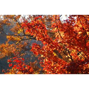 ウリハダカエデ(瓜肌楓)苗木「庭木」 30〜5...の詳細画像3