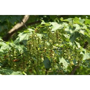ウリハダカエデ(瓜肌楓)苗木「庭木」 30〜5...の詳細画像4