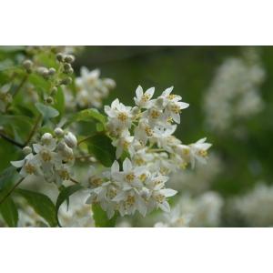 ザイフリボク（采振木）苗木 30〜50cm前後 : キヨタキナーセリー