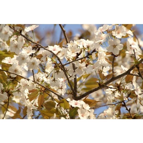 ヤマザクラ（山桜）苗木　30〜50cm前後