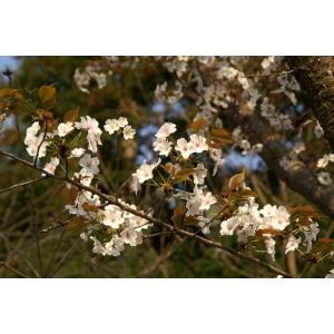 ヤマザクラ(山桜)苗木 30〜50cm前後の詳細画像2