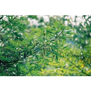 ヤマトアオダモ苗木　30〜50cm前後