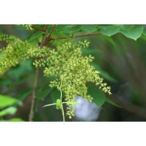 ヤマハゼ（山黄櫨）苗木　30〜50cm前後