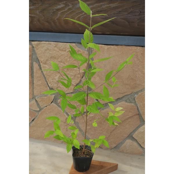 ヤブムラサキ（藪紫）苗木「庭木」　30〜50cm前後