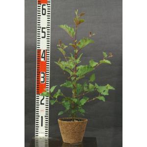 キハダ（黄膚）苗木 20〜50cm前後 : キヨタキナーセリー - 通販