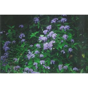 ヤマアジサイ（山紫陽花）苗木「庭木」　20〜50cm前後