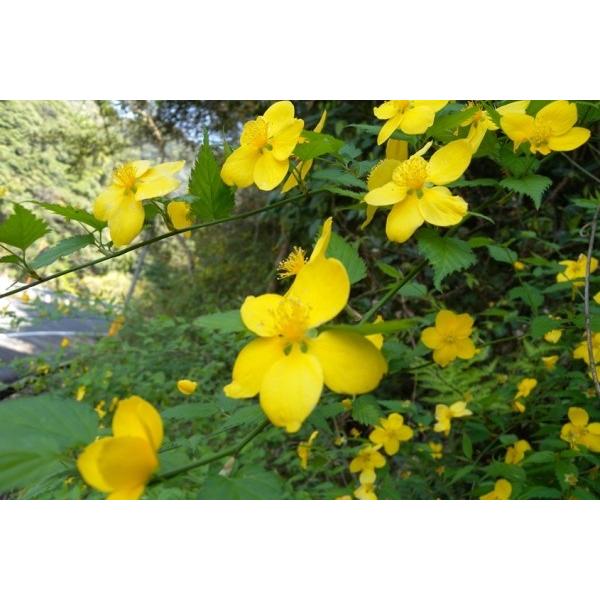 ヤマブキ（山吹）苗木　30〜50cm前後