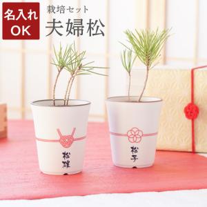 【廃番】母の日 2023 名入れ プレゼント 名前入り ギフト 縁起木 栽培セット 夫婦松 夫婦 ペア 金婚式 銀婚式 両親 盆栽 松 黒松 観葉植物 種類 室内