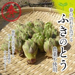 ふきのとう　栽培期間中農薬不使用　１パック｜kizufarm