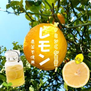 レモン　栽培期間中農薬不使用　ワックス不使用　１個｜kizufarm