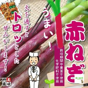 泥付き！赤ねぎ　栽培期間中農薬不使用・化学肥料不使用　2本〜3本　※長さが短く、また色の赤さも個体差がありますので、ご了承の上お買い求めください。｜kizufarm