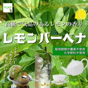 レモンバーベナ　☆農薬や化学肥料は使っておりません　埼玉県産　１袋約２０ｇ（枝つき）