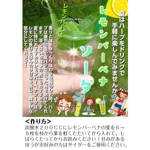レモンバーベナ ☆農薬や化学肥料は使っておりま...の詳細画像1