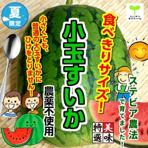 ステビア農法で育てました！小玉すいか（小玉スイカ）  栽培期間中農薬不使用　まるごと１個！｜kizufarm