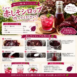 赤じそ(赤紫蘇、赤しそ) ☆農薬や化学肥料は使...の詳細画像5