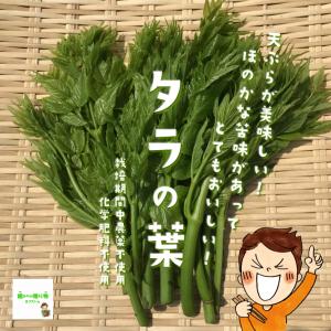 タラの葉　栽培期間中農薬不使用・化学肥料不使用　埼玉県産　１袋♪｜kizufarm