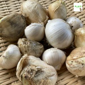 【送料別】無臭にんにくのたね(大玉にんにく、ジ...の詳細画像1