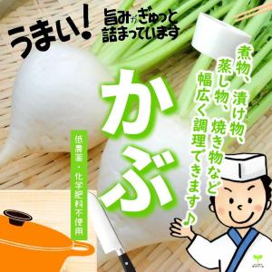 かぶ　低農薬・化学肥料不使用　１束３本！　※内側の小さい葉の部分が切ってある場合があります｜kizufarm