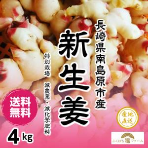 【送料無料】新生姜（新しょうが）　減農薬減化学肥料　４kg　【暑い時期の常温便配送ＯＫ！】※クール便はプラス￥４４０　長崎産　他商品と同梱不可・代引不可｜kizufarm