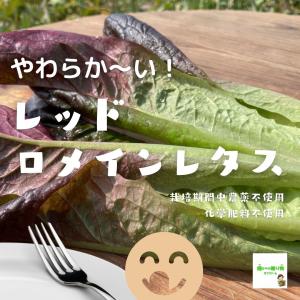 やわらか〜い！レッドロメインレタス　栽培期間中農薬不使用・化学肥料不使用　埼玉県産　１袋　※葉が１枚ずつになっている場合があります