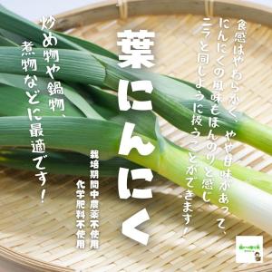 葉にんにく（葉ニンニク）　栽培期間中農薬不使用・化学肥料不使用　１束約１００g