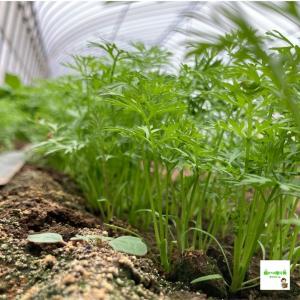 【送料別】☆農薬や化学肥料は使っておりません ...の詳細画像1