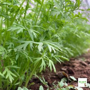 【送料別】☆農薬や化学肥料は使っておりません ...の詳細画像2