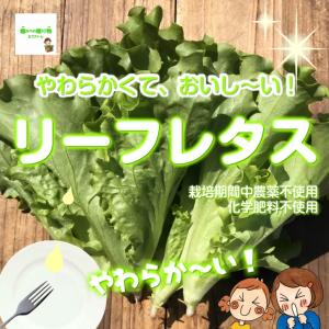 畑からの贈り物きづファーム 畑からの贈り物きづファーム 新鮮野菜 Yahoo ショッピング