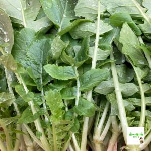 葉大根(葉ダイコン、大根葉、大根の葉) ☆農薬...の詳細画像1