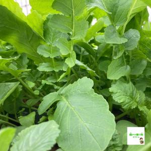 葉大根(葉ダイコン、大根葉、大根の葉) ☆農薬...の詳細画像2
