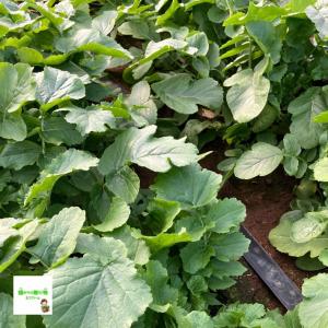 葉大根(葉ダイコン、大根葉、大根の葉) ☆農薬...の詳細画像3