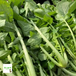 葉大根(葉ダイコン、大根葉、大根の葉) ☆農薬...の詳細画像4