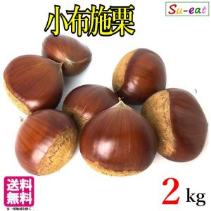 クール便 愛媛の栗 生栗 秀品 3Lサイズ 3kg 送料無料