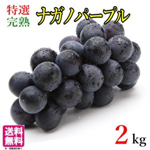 9月中旬〜下旬　特選   ナガノパープル　種なし ぶどう 長野県産 2キロ