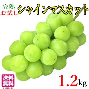 お試し 訳あり 高級ぶどう 約1.2キロ...
