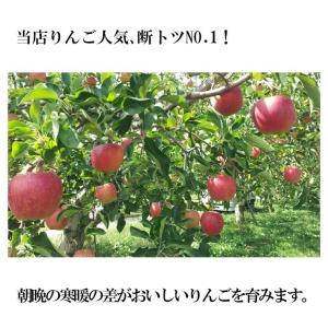 11月上旬〜中旬 あいかの香り 訳あり りんご...の詳細画像1