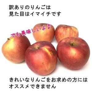 11月上旬〜中旬 あいかの香り 訳あり りんご...の詳細画像3