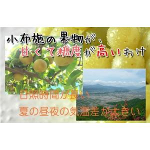 11月上旬〜中旬 あいかの香り 訳あり りんご...の詳細画像5