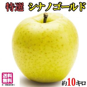 10月中旬〜下旬　特選  シナノゴールド　りんご 減農薬 長野県産  10キロ｜kizunasanntyokukai