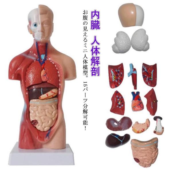 人体模型 内臓模型 15パーツ 28cm 内臓人体模型 人体解剖 模型 胴体解剖モデル 人体標本 人...
